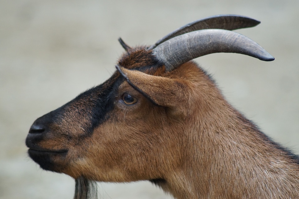 Billy goat farm animal