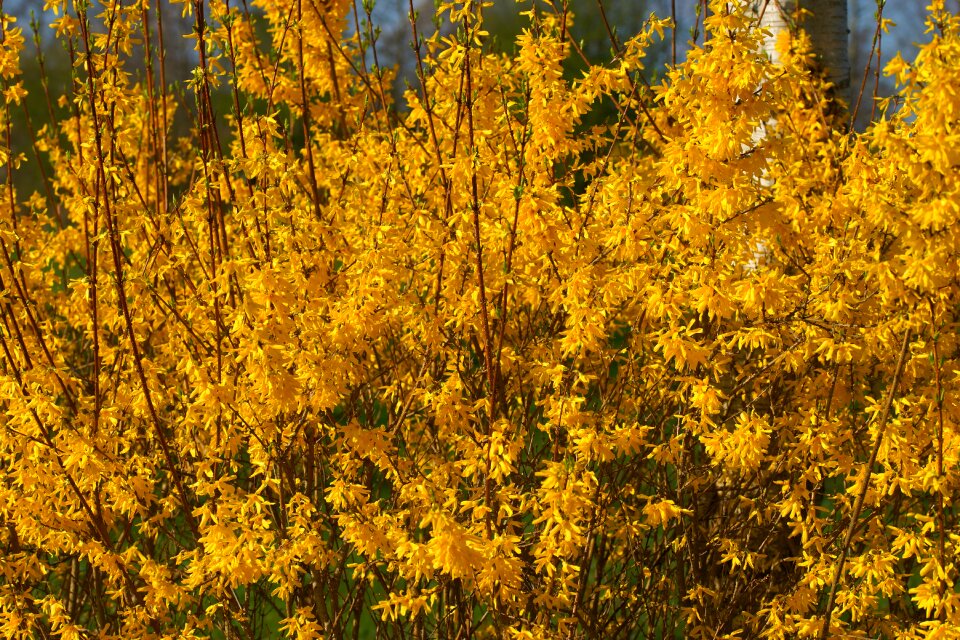 Forsythia close up spring