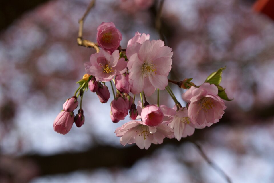 Flowers close up cherry