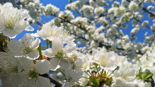 Flower wood sunshine photo