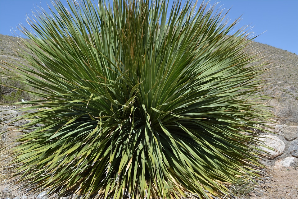 Natural botanical organic