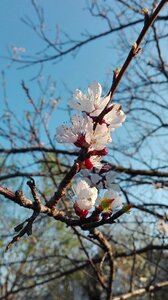 Bloom spring white photo