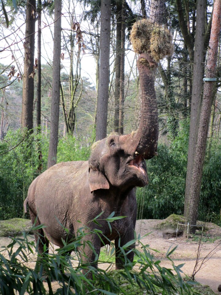 Dumbo animal world large