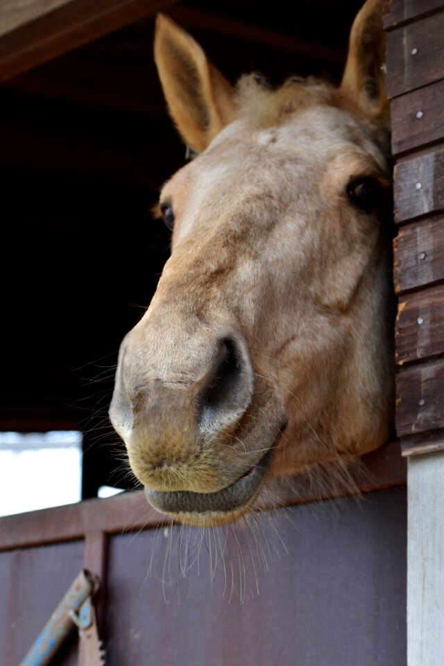 Animal light stable