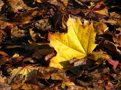 Yellow sheet fall foliage leaf photo