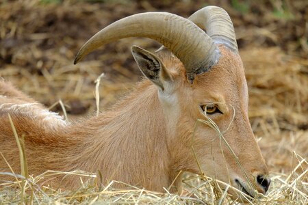 Capricorn zodiac sign horns photo