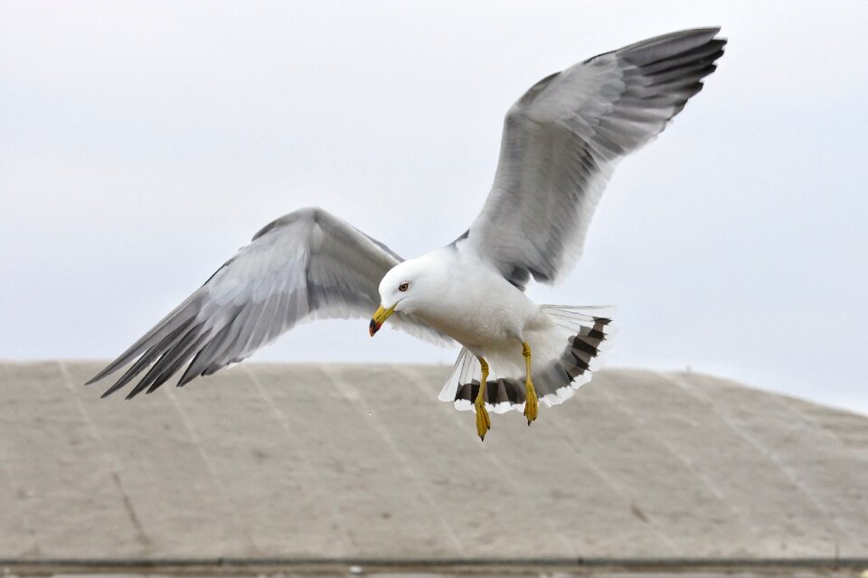 Seagull seabird wild animal