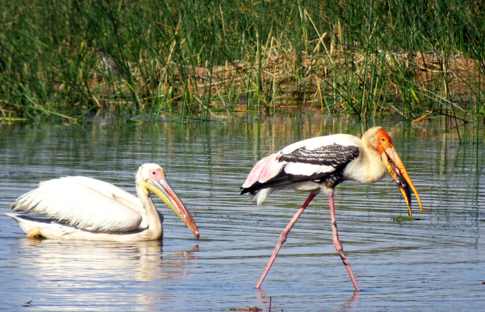 Great white pelican pelecanus onocrotalus eastern white pelican