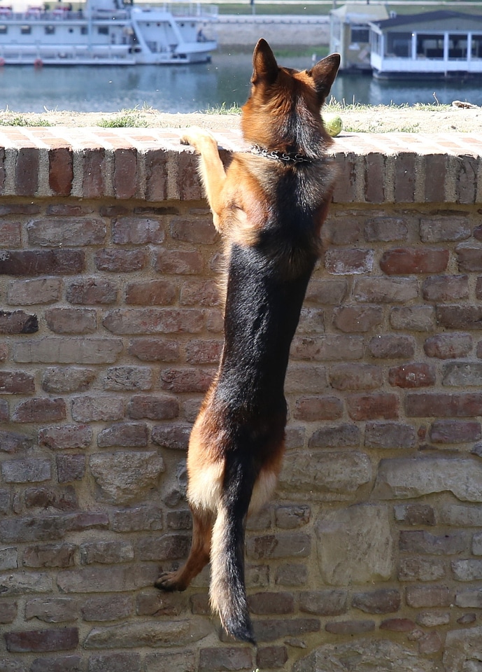Funny animal wall