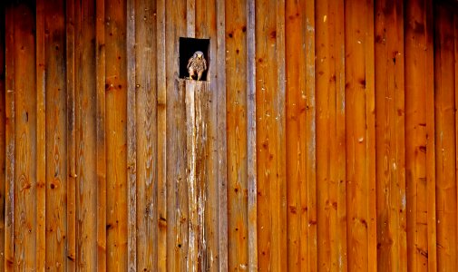 Shelter wooden wall hole