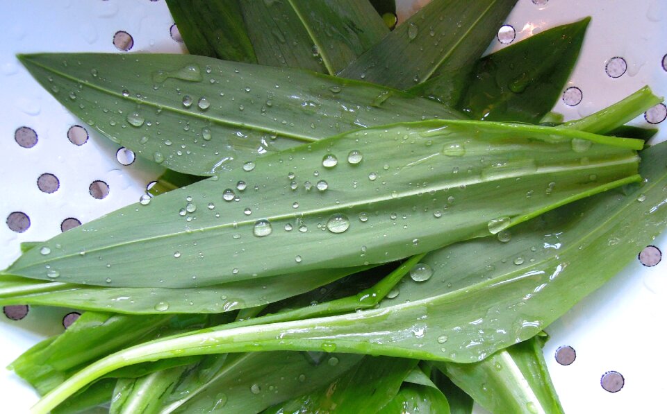 Leaves foliage food