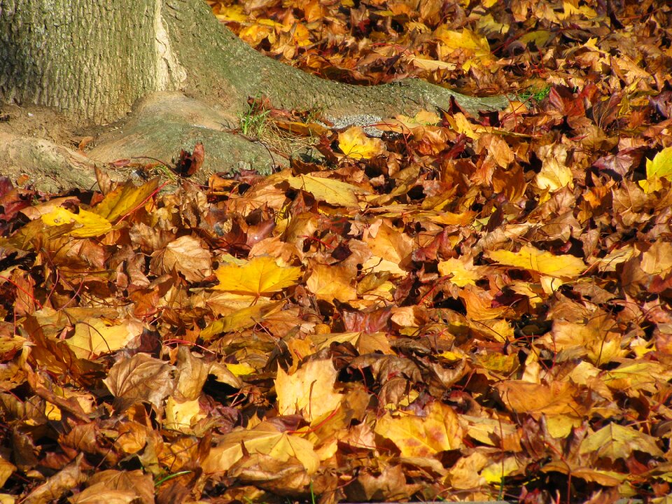 Golden autumn leaves fall color