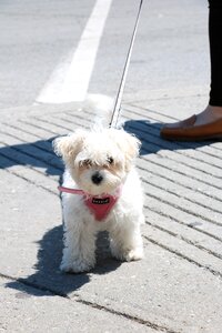 Pet animal cute
