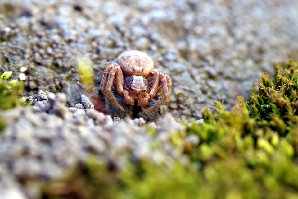 A small insect arachnid insect