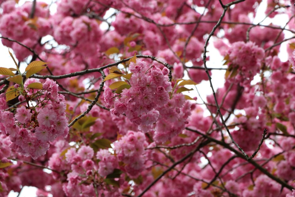 Spring blossom cherry