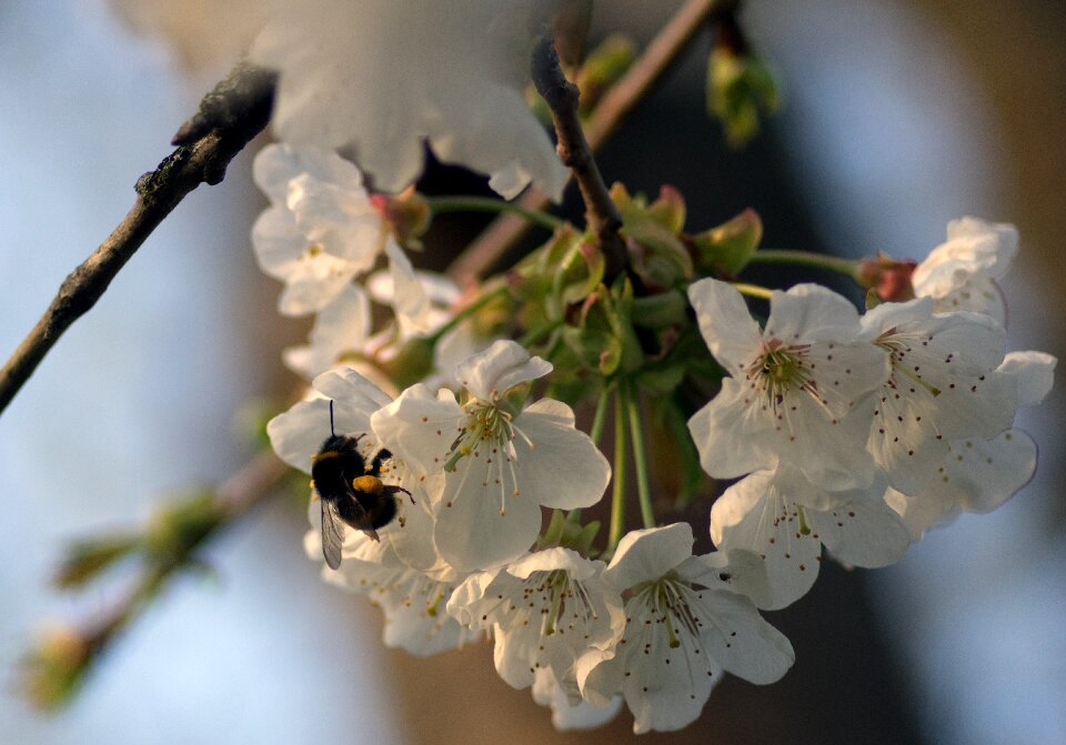 Foraging flowering spring
