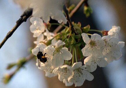 Foraging flowering spring