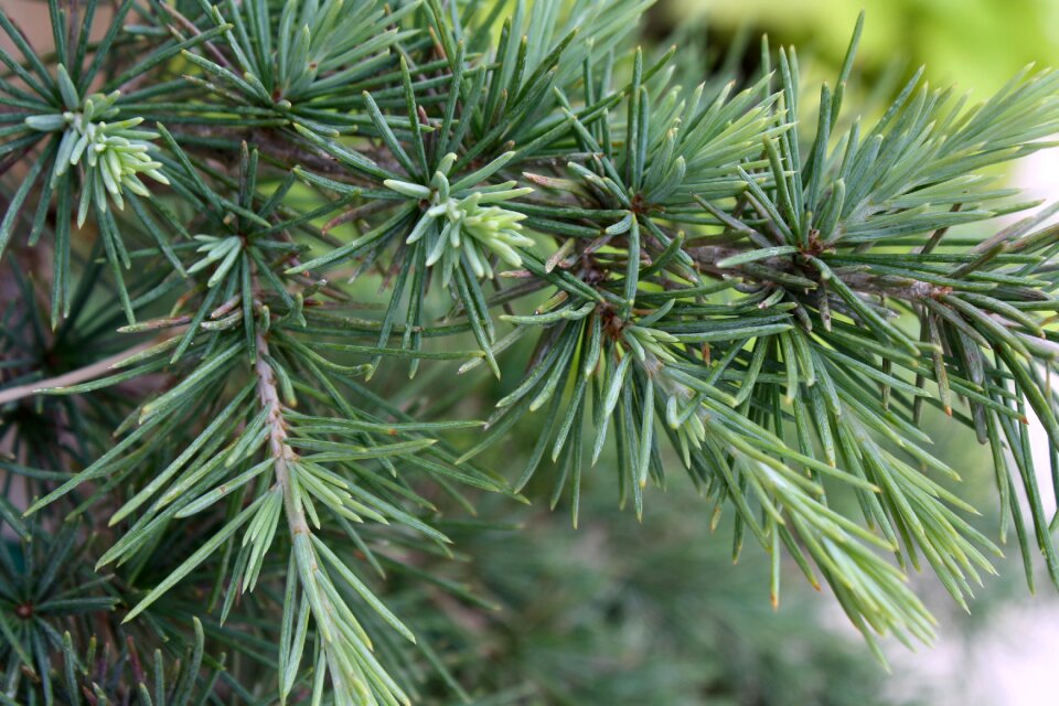 Branch background