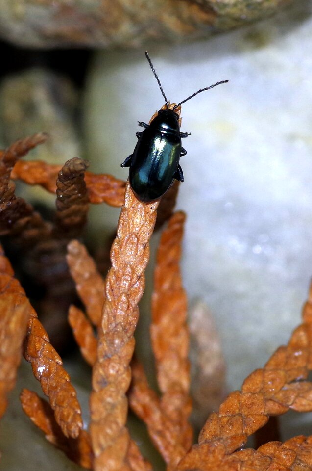 Black glossy antennae