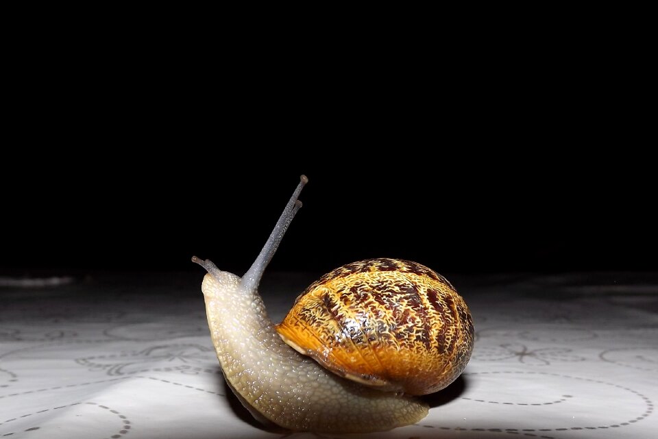 Shells shell animal