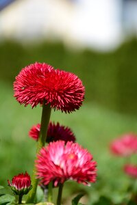 Nature garden