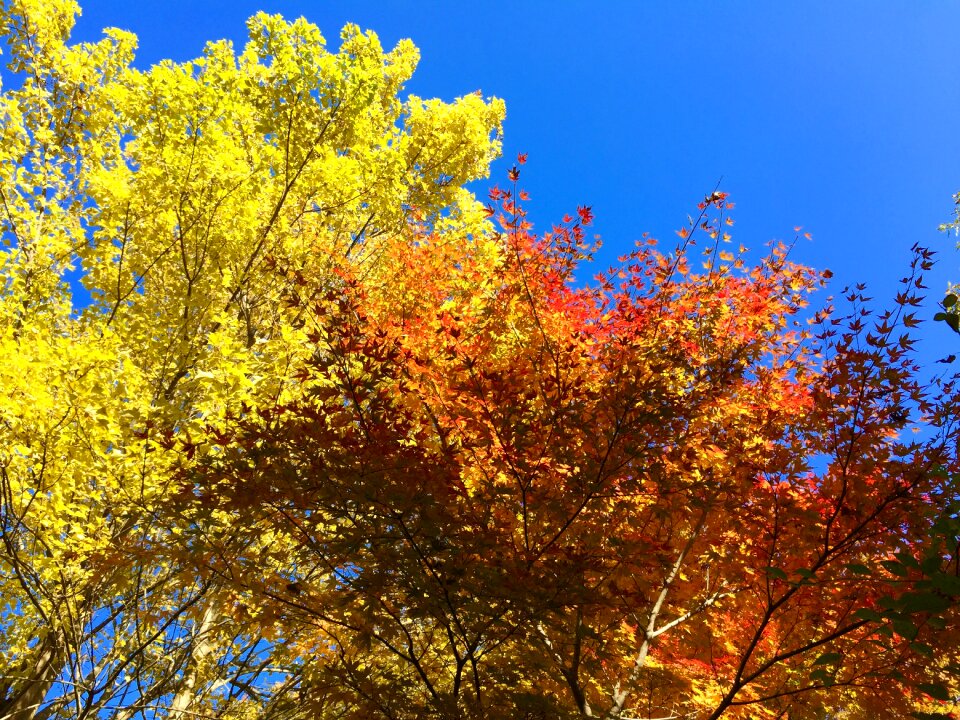 Autumnal leaves maple autumn photo