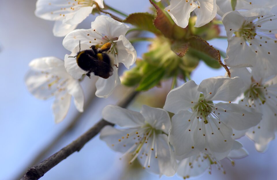 Foraging flower white