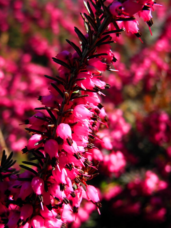 Purple flowers spring flower