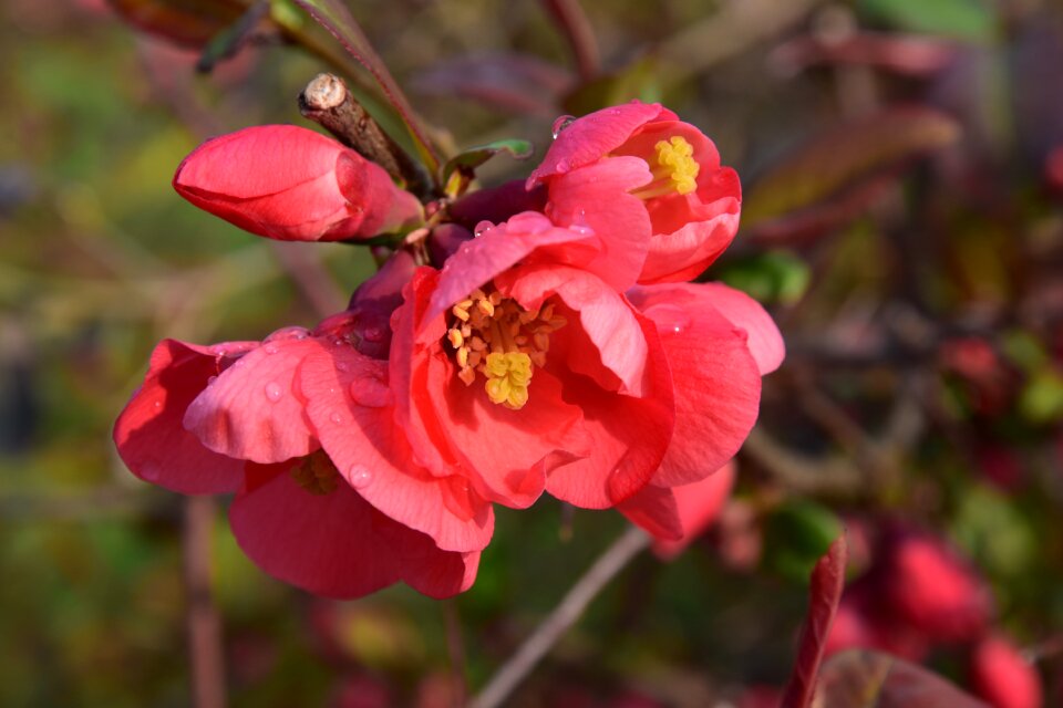 Ornamental quince red flowers close up