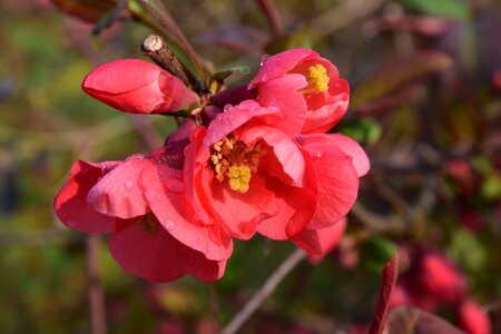 Ornamental quince red flowers close up photo