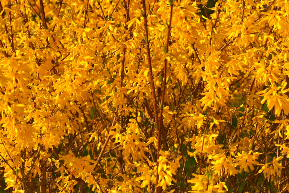 Forsythia close up spring