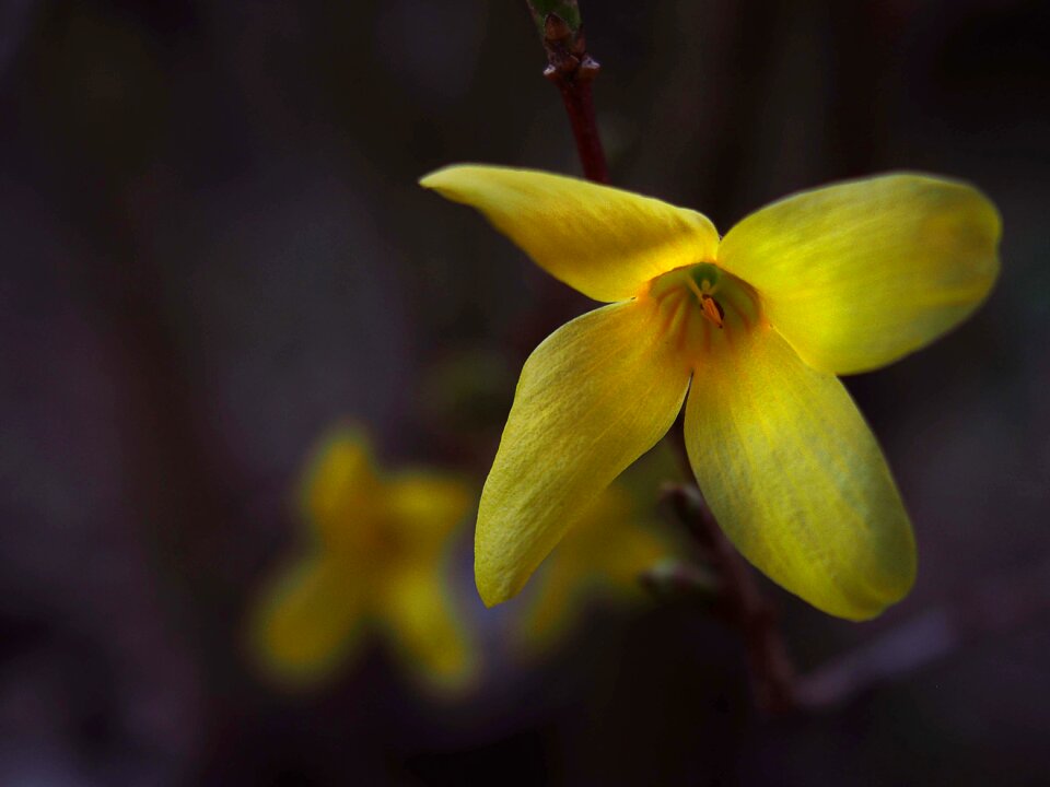 Nature forsythia plants