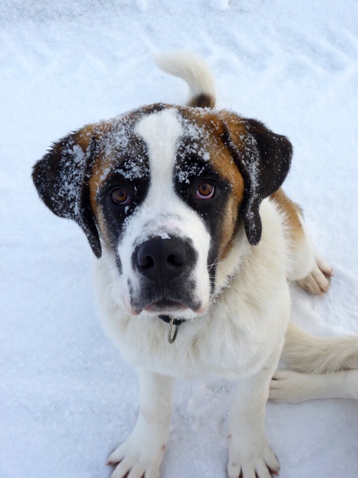 Dog saint bernard animals