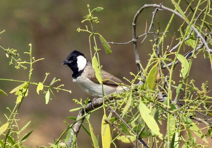 Pycnonotus leucotis white-cheeked bulbul wildlife photo