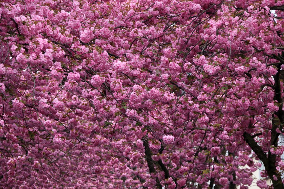 Spring blossom cherry