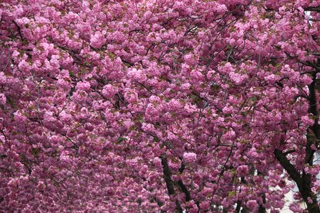 Spring blossom cherry