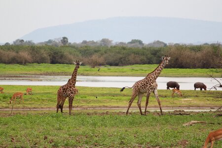 Wildlife animal nature
