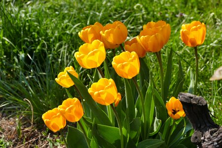 Nature flower spring meadow photo