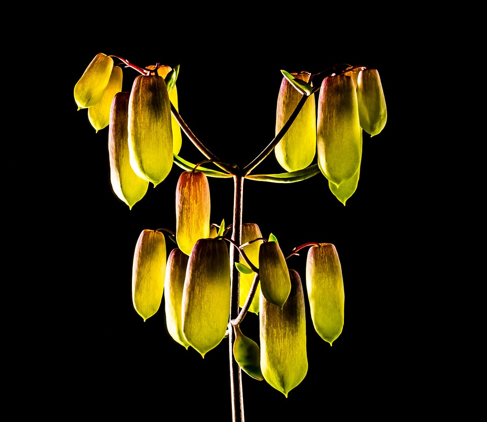 Bloom bright illuminated