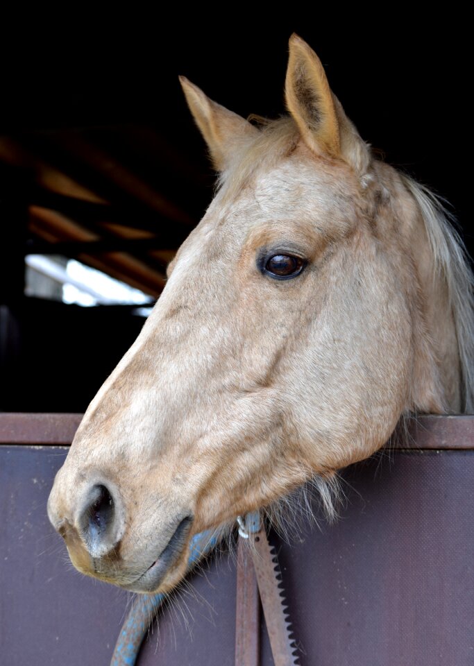 Animal light stable
