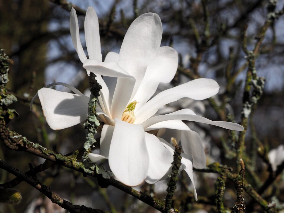 Branch magnoliengewaechs ornamental plant