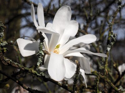 Branch magnoliengewaechs ornamental plant photo