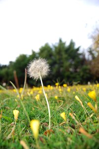 Summer flower plant photo