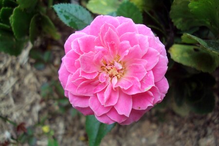 Flower rosa nature