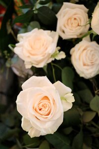 White nature plant