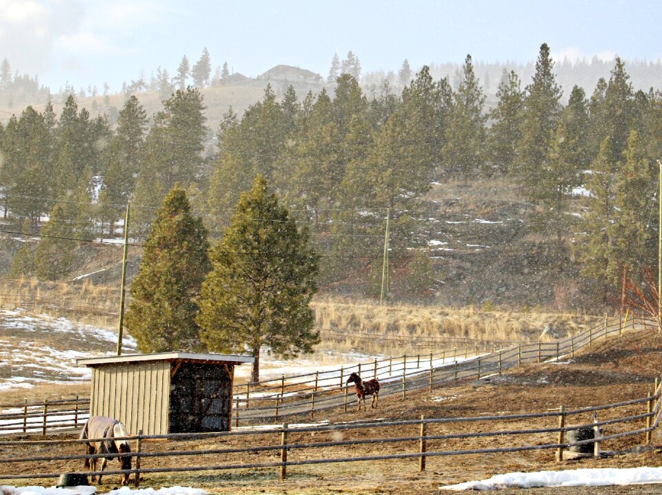 Weather landscape horses