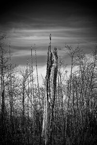 Bare branches mood sky