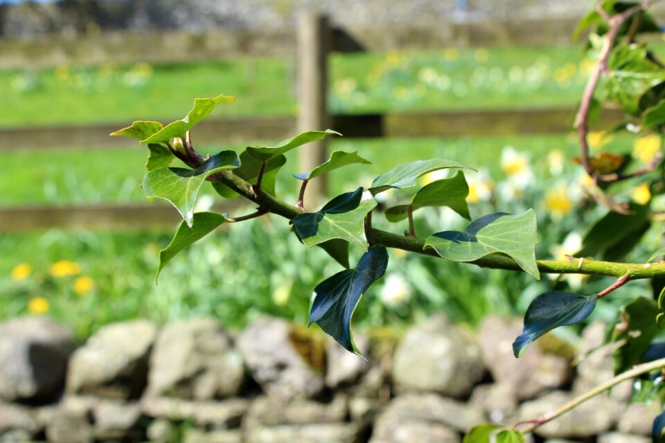 Green leaves evergreen photo