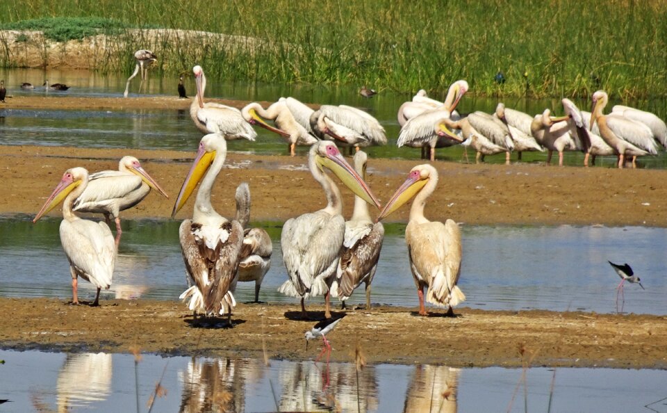 Pelecanus onocrotalus eastern white pelican rosy pelican
