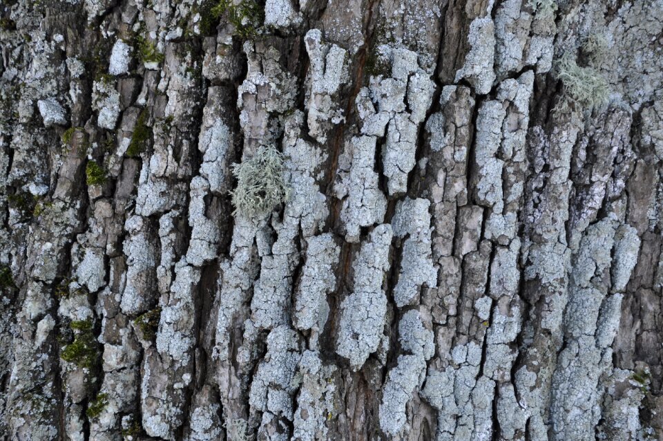 Leann texture tree bark